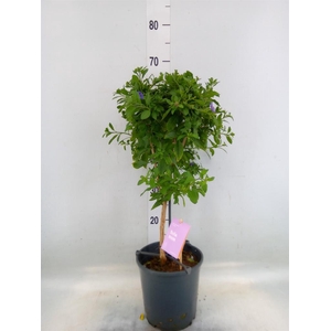 Lycianthes ran. 'Blue Fountain'