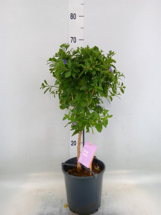 <h4>Lycianthes ran. 'Blue Fountain'</h4>