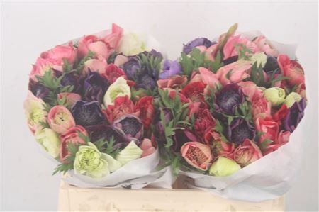 <h4>Anemone Levante Mixed In Bunch</h4>