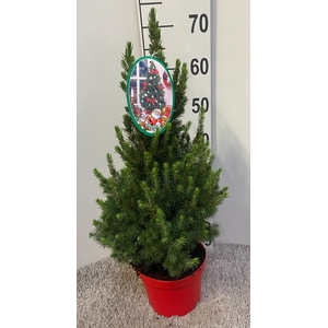 PICEA GL DECEMBER