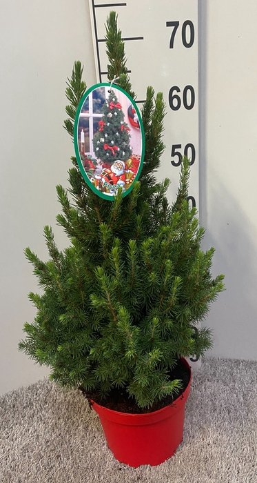 <h4>PICEA GL DECEMBER</h4>