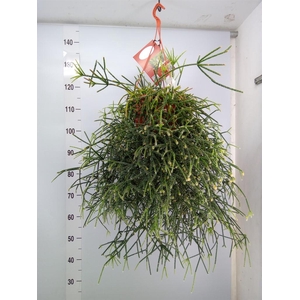 Rhipsalis   ...