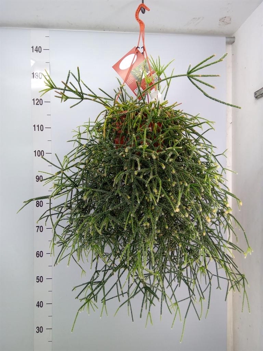 <h4>Rhipsalis   ...</h4>
