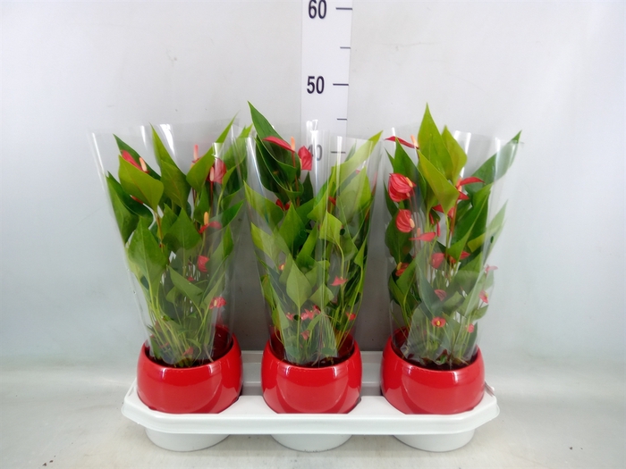 <h4>Anthurium andr. 'Mill Flowers Red'</h4>