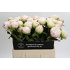 Paeonia Moon over Barrington
