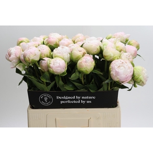 Paeonia Moon over Barrington