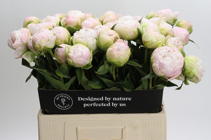Paeonia Moon over Barrington