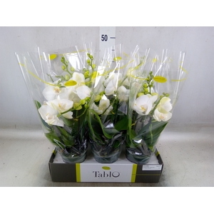 Phalaenopsis   ...white