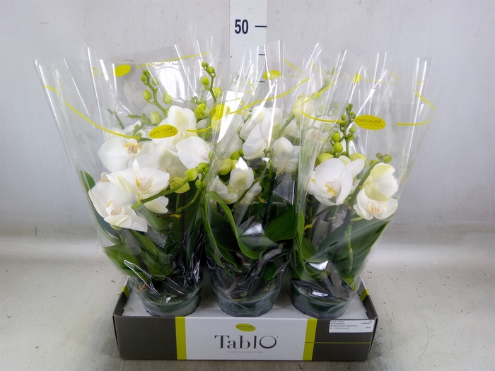 <h4>Phalaenopsis   ...white</h4>