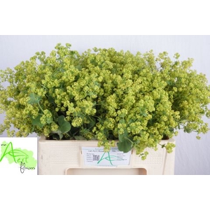 ALCHEM M ROBUSTICA