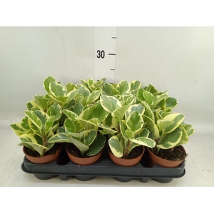 Peperomia obt. 'Variegata'