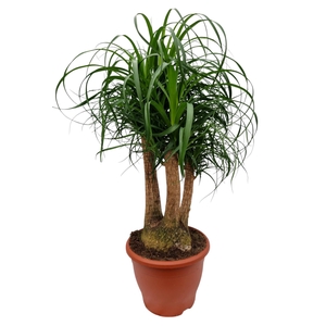 Beaucarnea 26 cm vertakt