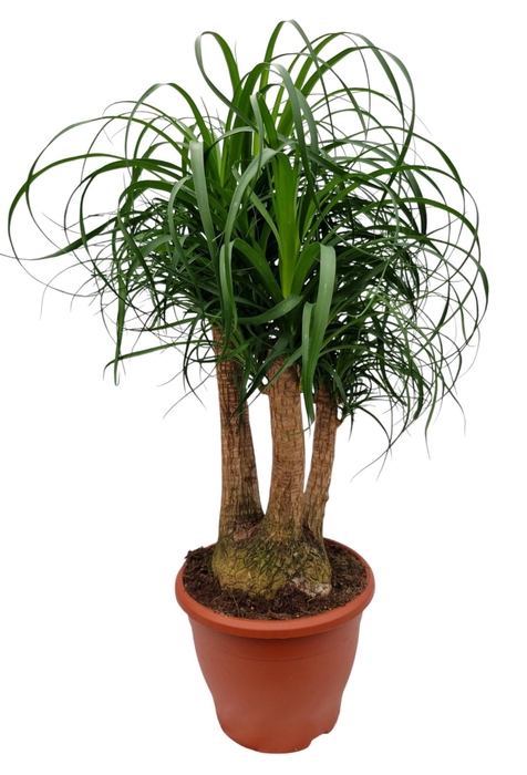 <h4>Beaucarnea 26 cm vertakt</h4>