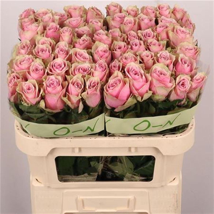 <h4>R Gr Athena Royale</h4>