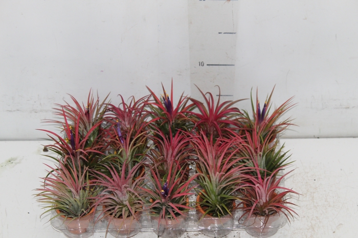 <h4>BROMELIA TILLANDSIA IONANTHA VB P05</h4>