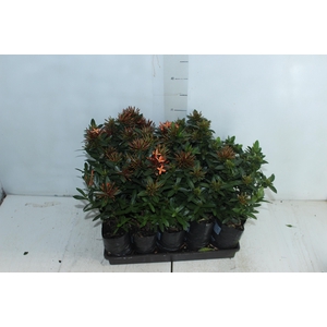 IXORA MINI VERMELHO SAQ 30