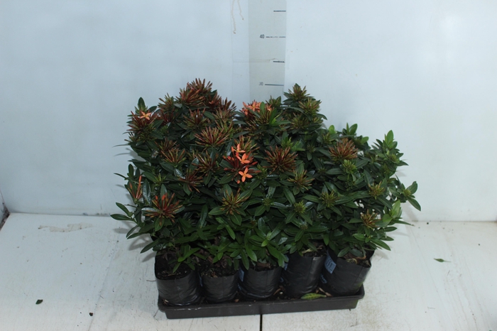 <h4>IXORA MINI VERMELHO SAQ 30</h4>