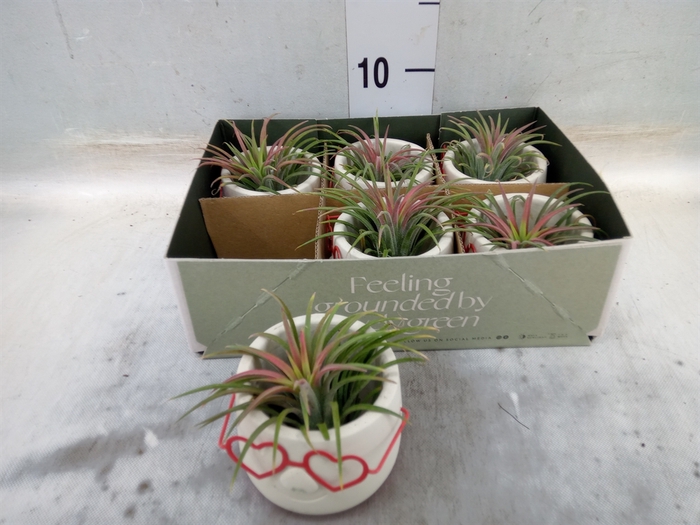 <h4>Arr.  Tillandsia L%</h4>