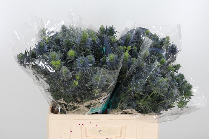 <h4>Eryn Supernova</h4>