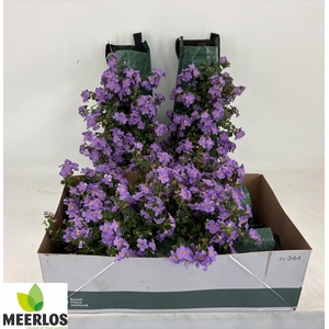 BACOPA OV