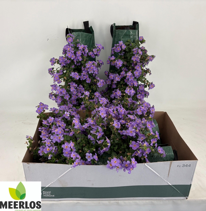 <h4>BACOPA OV</h4>