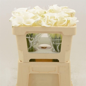 Calla Ivory Art