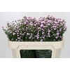 Aster Baby Pink Pearl