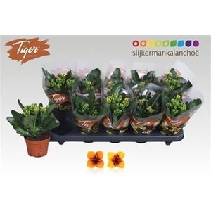 KAL EN TIGER GEM