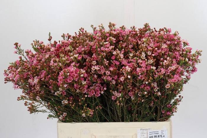 <h4>Chamelaucium Sarah's Delight</h4>