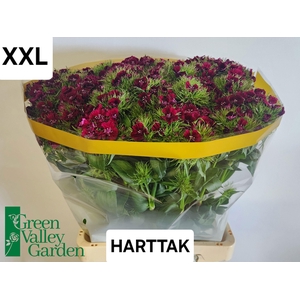 DI BARB S WILL PURPL