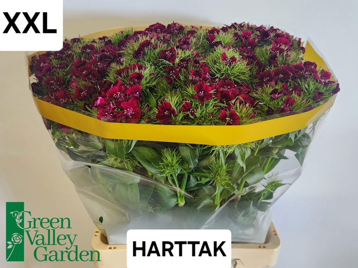 <h4>DI BARB S WILL PURPL</h4>