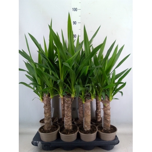 Yucca
