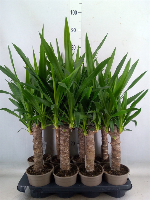 <h4>Yucca</h4>