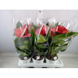 Anthurium andr. 'Minnesota'