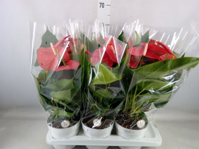 <h4>Anthurium andr. 'Minnesota'</h4>