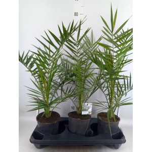 Phoenix canariensis