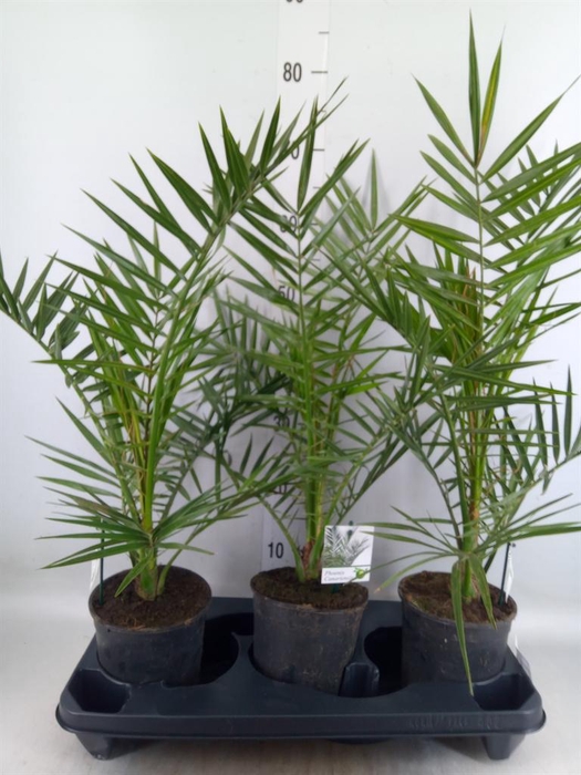 <h4>Phoenix canariensis</h4>