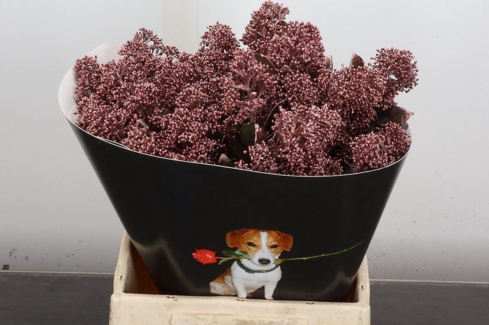 Wax Skimmia Wax Skim Koper