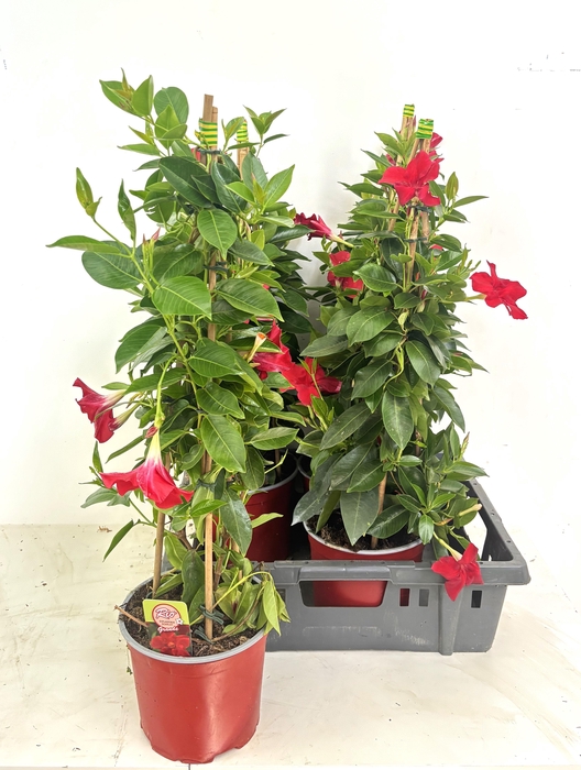 <h4>MANDE RIO GRANDE RED</h4>