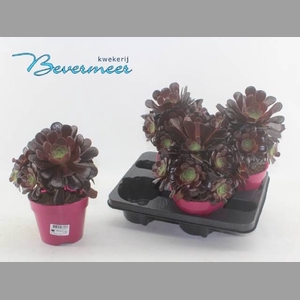 AEONIUM AB VELOURS