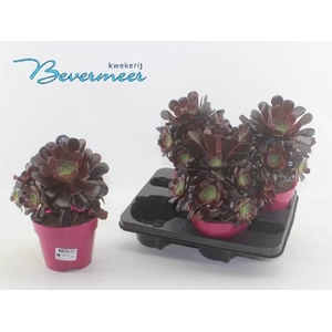 AEONIUM AB VELOURS