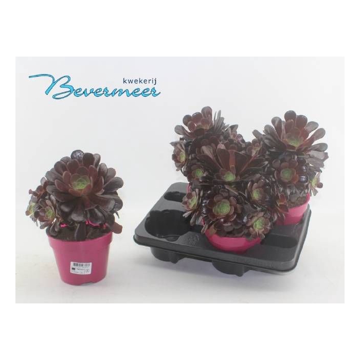 <h4>AEONIUM AB VELOURS</h4>
