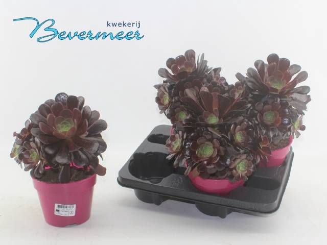 <h4>AEONIUM AB VELOURS</h4>