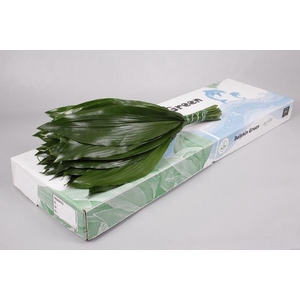 Aspidistra Italia 50cm (Min 1 plt)(116x)