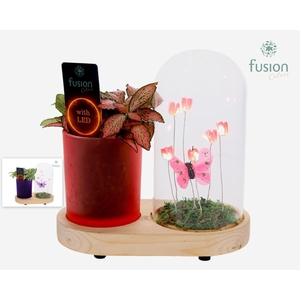 LED Lichtbal Vlinder Large houten planter met Fittonia
