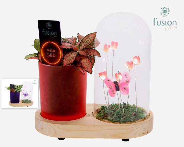 <h4>LED Lichtbal Vlinder Large houten planter met Fittonia</h4>