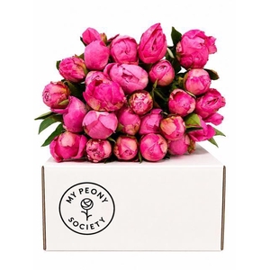 PAEONIA LACT. 'ALEXANDER FLEMING'