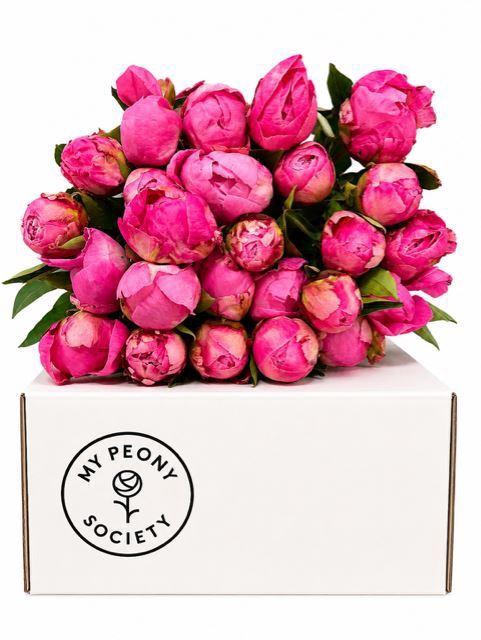 <h4>PAEONIA LACT. 'ALEXANDER FLEMING'</h4>