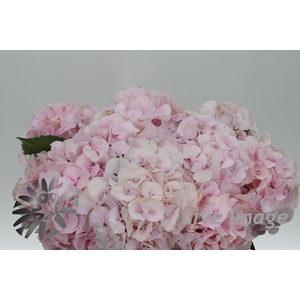 Hydrangea royal impressive