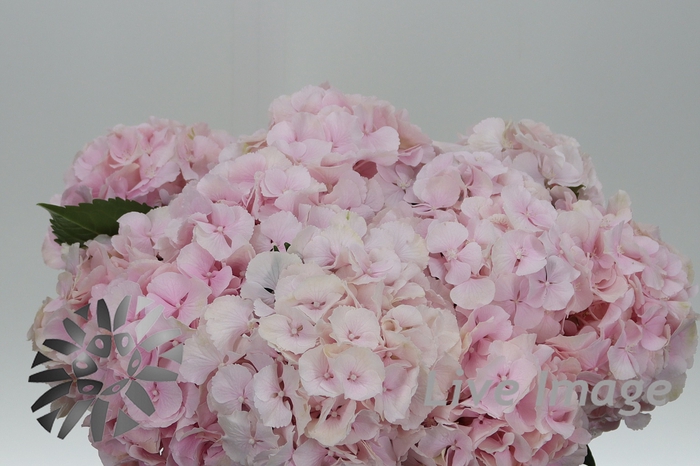 <h4>Hydrangea royal impressive</h4>